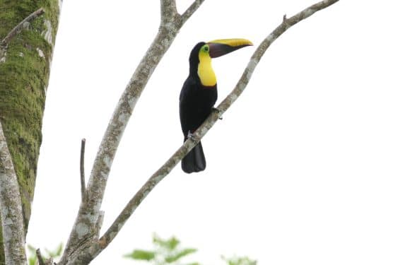 Best Places To Witness The Amazing Wildlife In Costa Rica