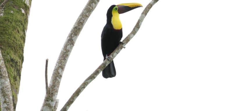 Best Places To Witness The Amazing Wildlife In Costa Rica